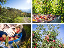 Hochsaison im Apfelgarten