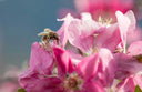 Von Bienen & Blüten