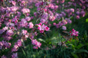Die Magie der Apfelblüte